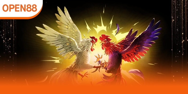 Giới thiệu kèo đá gà trực tiếp, hình thức cá cược phổ biến